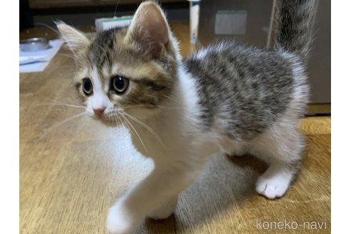 成約済の千葉県のマンチカン-91427の7枚目
